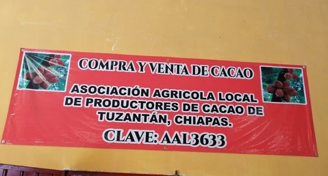 Grave problema enfrentan los cacaoteros de la costa de Chiapas.