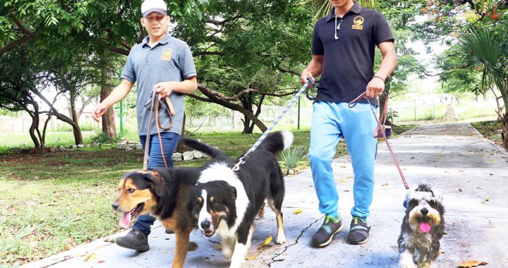 Asociaciones civiles y Ayuntamiento tuxtleco fortalecerán acciones de bienestar animal
