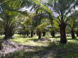 Aumenta la producción de palma de aceite en Chiapas 
