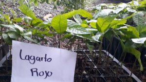 Organización agroecológica registra 3 variedades de cacao criollo en busca de su certificación