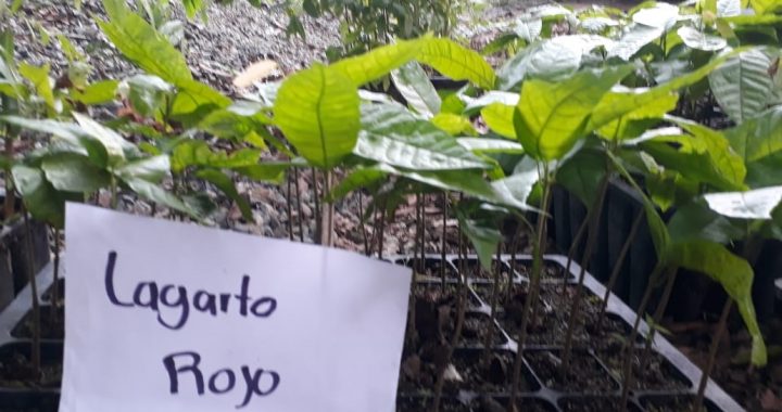 Organización agroecológica registra 3 variedades de cacao criollo en busca de su certificación