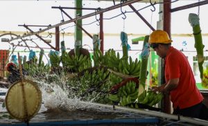 Promociona Secretaria de Turismo de Chiapas ruta del plátano de Suchiate
