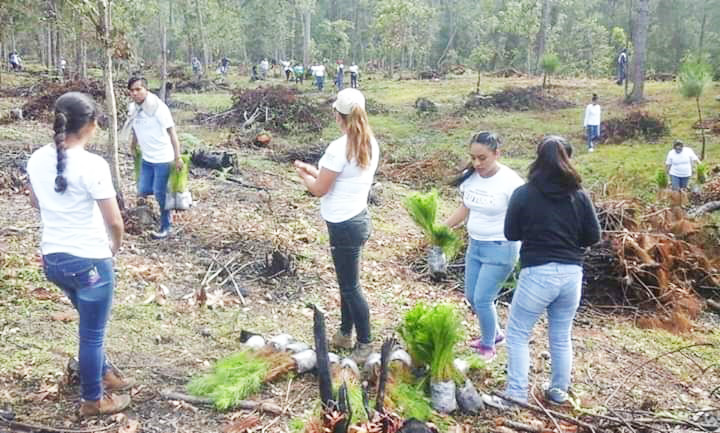 Ayuntamiento y comunidades continúan reforestando los bosques de Jitotol  