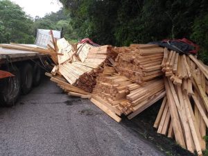 Continúa el ecocidio en la Selva Lacandona de Ocosingo