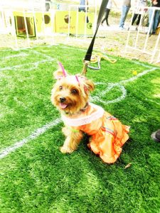 Para mascotas rescatadas recaudaran fondos realizando evento en el parque Tuchtlán