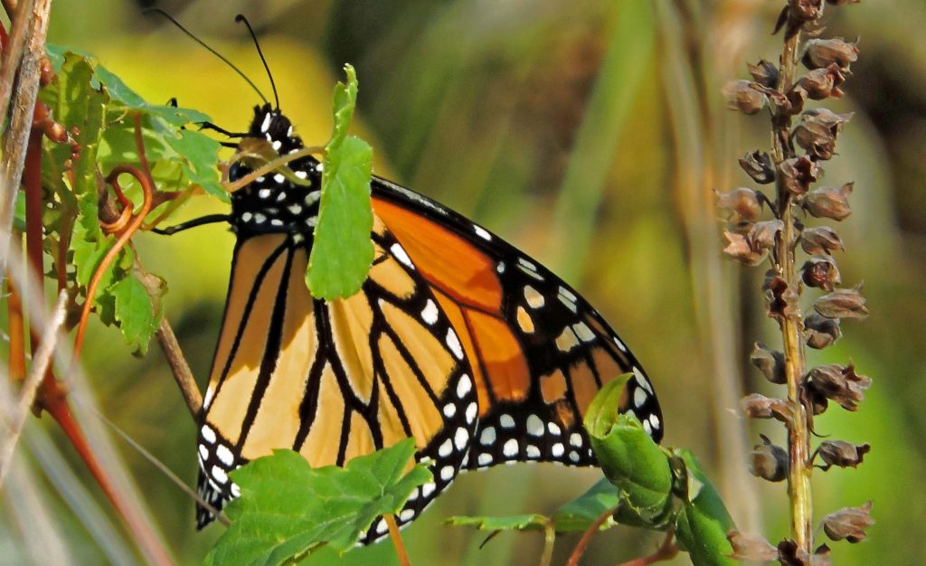 Comenzó la llegada de mariposas Monarca a los santuarios de México y Michoacán
