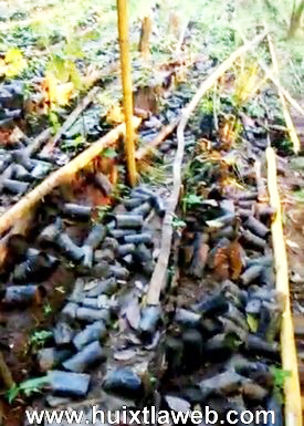 Destruyen viveros de cacao y café en Huixtla