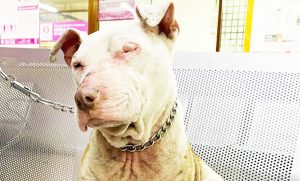 Por primera vez vinculan a proceso a hombre que quemó a pitbull