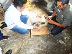 Rescatan de quemarse a cachorro de ocelote especie en peligro de extinción
