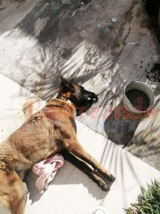 Envenenan a perro pastor que cuidaba la casa para entrar a robar