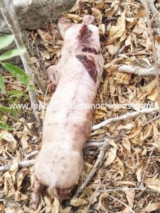 Pobladores del Ejido de Copoya encuentran animales muertos en terreno