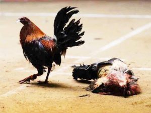 A consulta popular desaparición de peleas de gallos Dip. Camacho Velasco