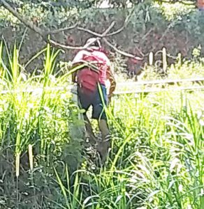 En Tuzantán cazadores furtivos matan cocodrilo en el zanjón El Cusco