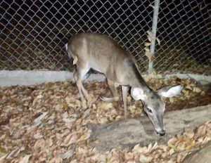 Asegura Fiscalía Ambiental ejemplar de fauna protegida en Villaflores