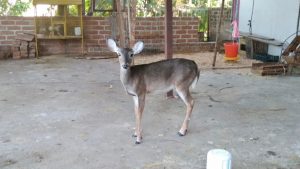 Asegura Fiscalía Ambiental ejemplar de fauna protegida en Villaflores