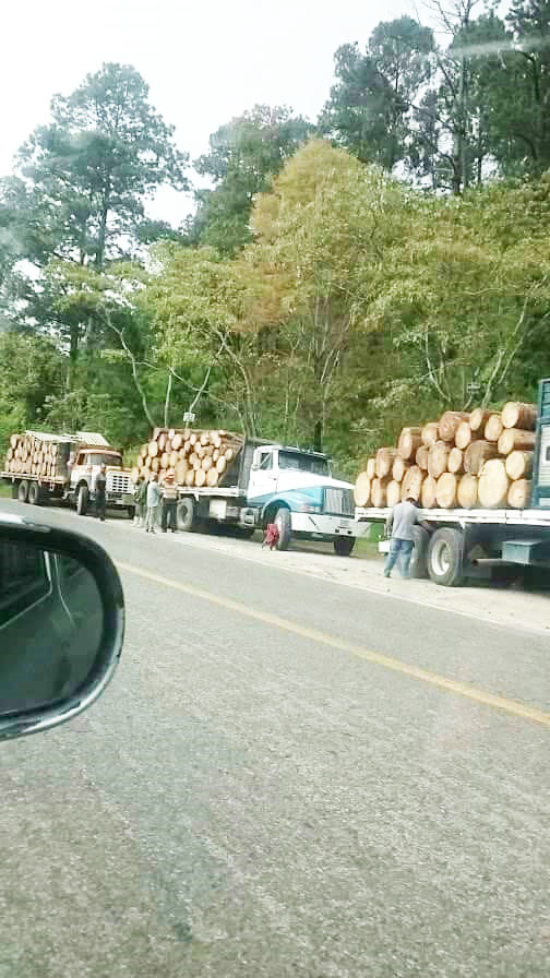 EZLN devasta sus bosques en la zona selva de Altamirano