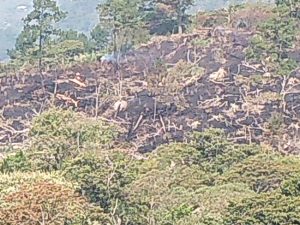 Realizan recorrido para constatar daño provocado por incendio en Chalchihuitán