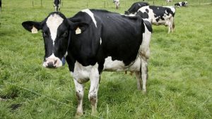En el desamparo 150 mil pequeños productores de leche
