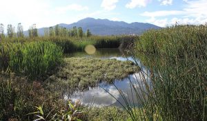 Fortalecen atención de problemática de humedales de montaña en SCLC