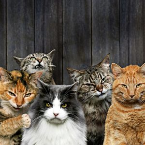 Los gatos son la especie más susceptible al COVID-19 señala la OMS