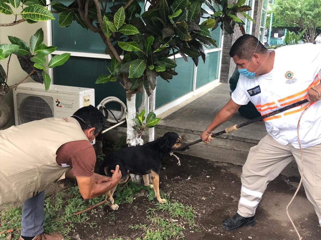 Protección Civil Municipal rescata perros que deambulaban en el IMSS de Tapachula