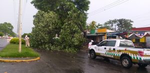 Atiende PC en Tapachula caída de árboles a causa de lluvias y vientos