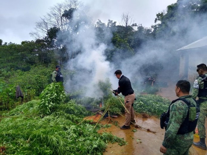 Destruyen plantío de marihuana en Chilón