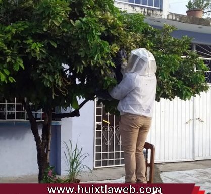 Protección Civil de Huixtla retira enjambre de abejas