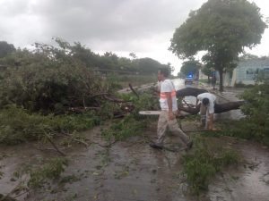 Retira PC árbol que se desploma sobre el Par Vial