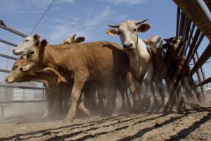 El SENASICA organismo auxiliar que trae en jaque al Sector Agropecuario en México