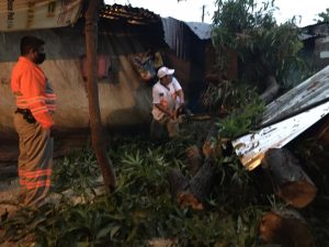 Atiende PC Municipal de Tapachula caída de árbol sobre vivienda