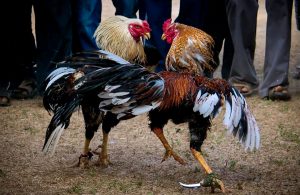 Denuncian “peleas de gallos” en Noyola, Tonalá, a pesar de COVID-19