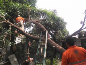 PC Tapachula sigue atendiendo caída de árboles en viviendas