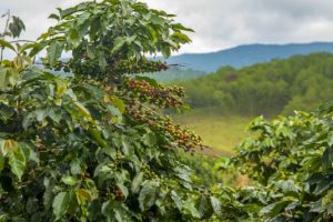 Sin servicios técnicos agropecuarios en Chiapas, se intensificará el rezago productivo del agro