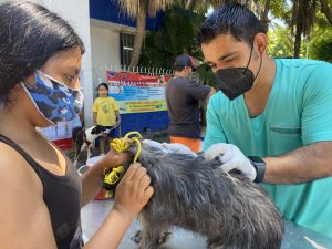 En marcha segunda etapa de vacunación felina y canina en Tuxtla