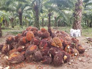 Producción de palma de aceite eleva expectativas y cobertura en el mercado 