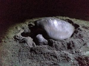 Se refuerzan acciones de protección y conservación de la tortuga marina en Chiapas