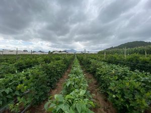 Aprovechar el agua de lluvia, permitiría dotar a 15 millones de mexicanos que carecen del líquido en sus hogares