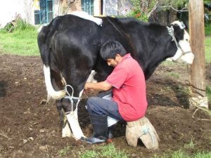 Exigen productores de leche del sector social terminar con el comercio del producto adulterado