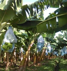 Productores piden a Conagua quitar veda para extracción de agua con pozos profundos 