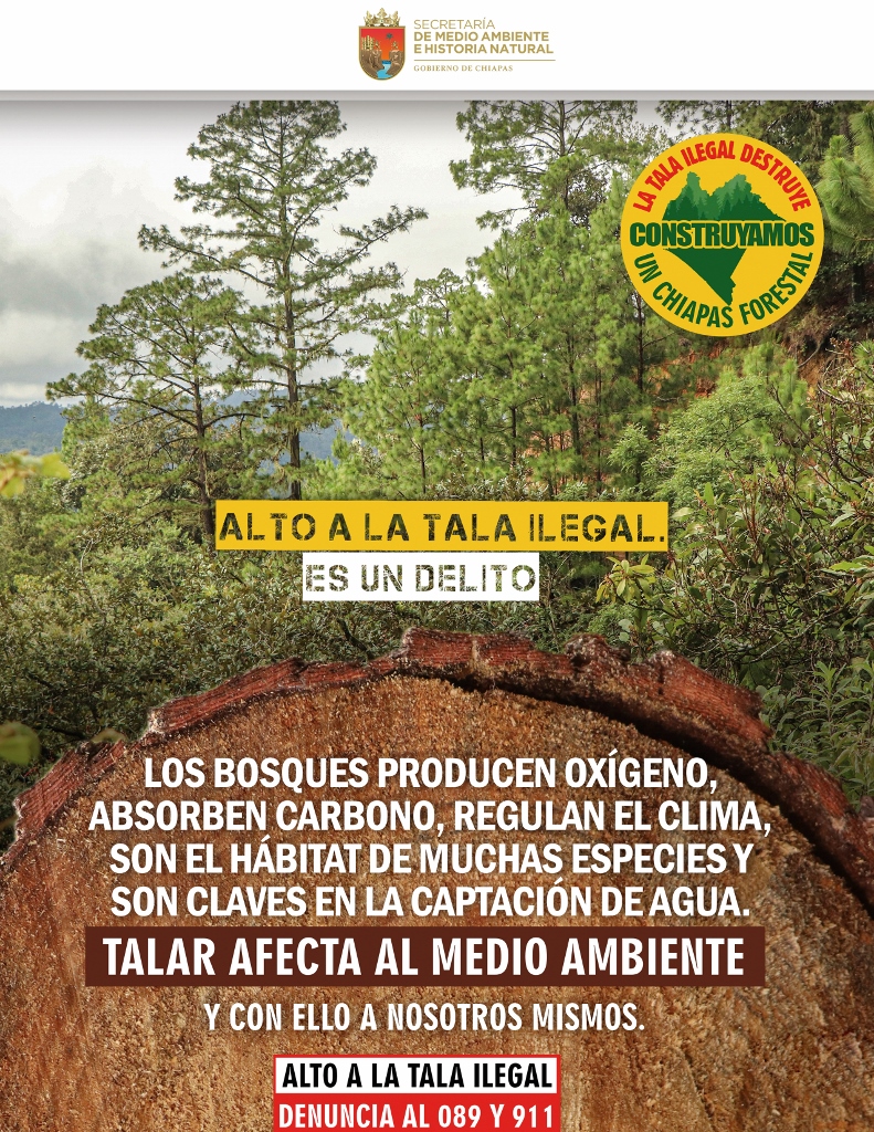 Alto a la tala ilegal