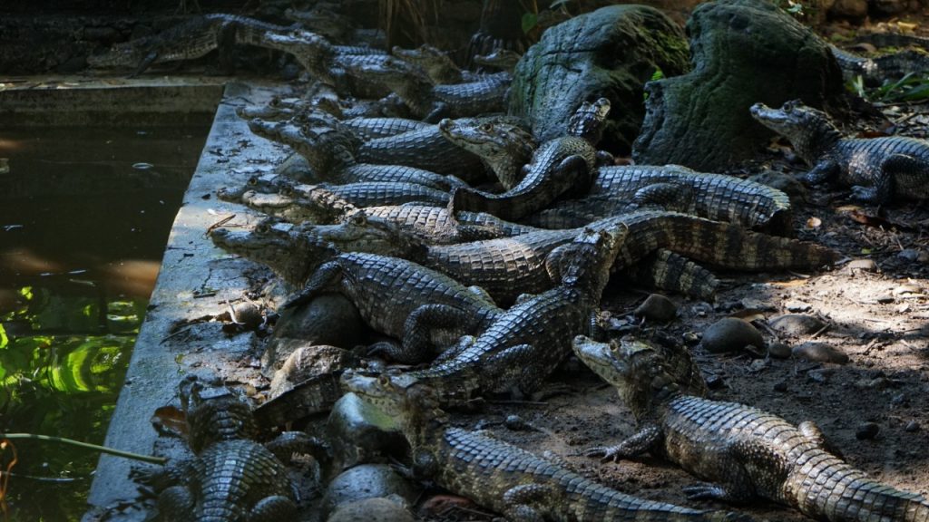 El cocodrilo de Tapachula se consolida como un atractivo turístico