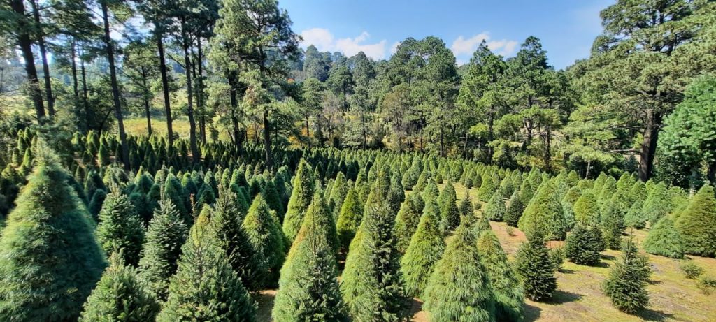 Productores mexicanos de 12 estados ponen en venta más de medio millón de árboles de Navidad
