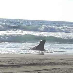 Sorprende en Puerto Arista el avistamiento de un elefante marino