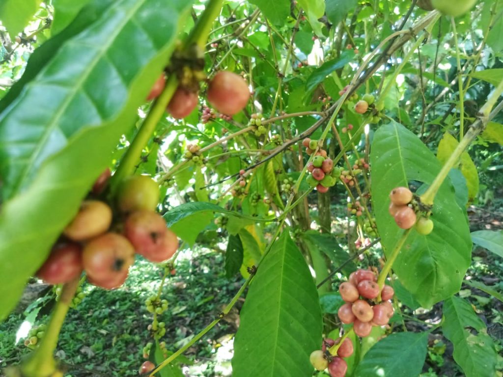 Trabaja INIFAP de Tuxtla Chico en variedades resistentes a la broca y roya del café 