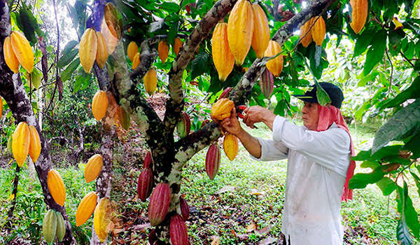 El cacao incrementa su participación en los mercados internacionales