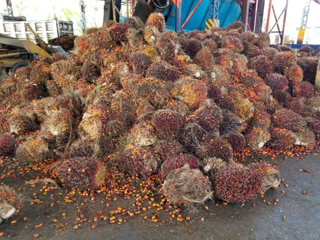 Baja la producción de palma de aceite en un 60% cambio climático y estiaje las causas 
