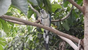 La caza ilegal, el tráfico y cambio climático grave riesgo para las aves de Chiapas 