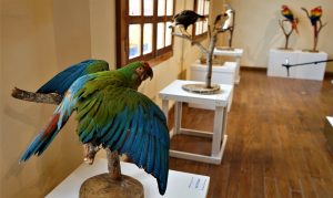 En instalaciones del MUTAP, inaugura Ayuntamiento de Tapachula exposición El Origen de las Aves