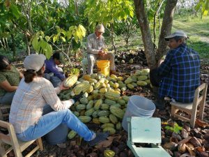 Productores rurales crean la Chiapasteña para rescatar producción y valor agregado del cacao mexicano